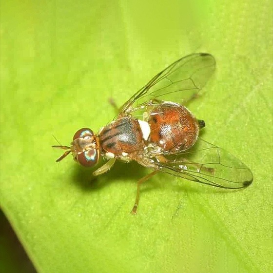 Bactrocera oleae